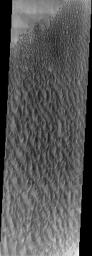 This image from NASA's Mars Odyssey spacecraft displays sand dunes within Proctor Crater. These dunes are composed of basaltic sand that has collected in the bottom of the crater.