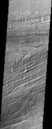 The scoured grooves in the catastrophic outflow channels shown in this image from NASA's Mars Odyssey spacecraft formed hundreds of million of years ago and have the appearance of wood grain. They now host dune-like ripples of windblown material.