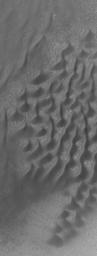 NASA's Mars Global Surveyor shows dark sand dunes on the floor of a southern mid-latitude impact crater on Mars. Craters are commonly the site of sand dunes, as sand may become trapped in these topographic depressions.
