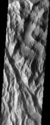 This NASA Mars Odyssey image shows 'Lycus Sulci,' a region of ridges and hills located north-northwest of the volcano Olympus Mons. Several dust avalanches on the flanks of the roughly textured surfaces suggest a thick coating of fine-grained materials.