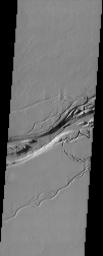 This image from NASA's Mars Odyssey spacecraft shows the Olympica Fossae channel system located east of the Olympus Mons volcano in Tharsis. These anastomosing channels cut numerous lava flows indicating that the channels are younger than the lava flows.