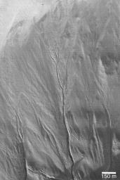 NASA's Mars Global Surveyor shows a pattern of branching channels in an apron of debris that distributed the sediment and fluid carried by the large gully on Mars.