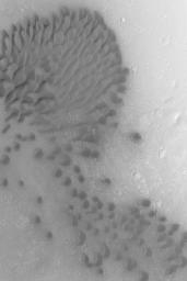 NASA's Mars Global Surveyor shows a field of dark sand dunes trapped on the floor of a crater near Cerberus on Mars.
