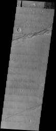 NASA's Mars Odyssey spacecraft captured this image in August 2003, showing curious graben on the floor of Sirenum Fossae on Mars. The braided pattern suggests that water has flowed through this fracture in the past.