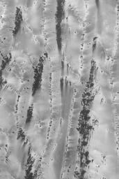 This image from NASA's Mars Global Surveyor shows a mid-southern spring view, taken in August 2003, of defrosting patterns on sand dunes in Richardson Crater.
