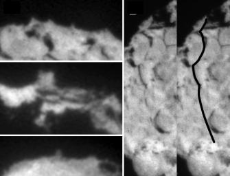 These images taken by NASA's Stardust spacecraft in 2004 highlight the diverse features that make up the surface of comet Wild 2. A variety of small pinnacles and mesas seen on the limb of the comet.