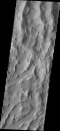 This image released on August 31, 2004 from NASA's 2001 Mars Odyssey shows Lycus Sulci, a lowlying area of ridges and valleys found to the northwest of Olympus Mons on Mars. Sulci are subparallel furrow and ridges.