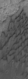 NASA's Mars Global Surveyor shows dark, windblown sand dunes on the floor of Herschel Crater on Mars. The surfaces of the dunes have grooves eroded into them. This indicates that the sand is not loose, like it is in typical sand.