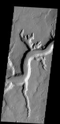 This image shows the main channel of Mamers Vallis and several smaller tributary channels on Mars as seen by NASA's 2001 Mars Odyssey spacecraft.