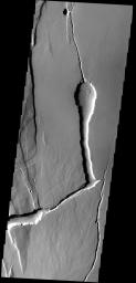This channel feature in Ceraunius Fossae on Mars looks like a hooded cobra spitting venom as seen by NASA's Mars Odyssey spacecraft.