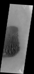 This image from NASA's Mars Odyssey spacecraft shows a field of dunes located of the floor of an unnamed crater north of Proctor Crater.