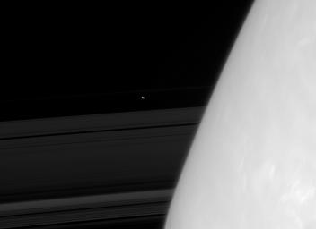 The small moon Prometheus appears from behind giant Saturn, accompanied by a warped view of the rings in this image captured by NASA's Cassini spacecraft on Nov. 30, 2007.