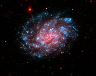 This image from NASA's Galaxy Evolution Explorer shows the galaxy NGC 300, located about seven million light-years away in the constellation Sculptor. It is a classic spiral galaxy with open arms and vigorous star formation throughout.