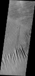This image from NASA's Mars Odyssey shows yardangs which are formed when winds erode poorly cemented materials, such as these that form Zephyria Planum.