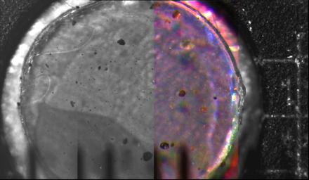 This mosaic of four side-by-side microscope images acquired by NASA's Phoenix Mars Lander shows a 3 mm diameter silicone target after it had been exposed to dust kicked up by the landing. It is the highest resolution image of dust and ever acquired.
