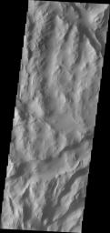 This image from NASA's Mars Odyssey shows Lycus Sulci, a broad tectonic terrain that surrounds the western and northern parts of Olympus Mons. Dark slope streaks and wind erosion in valleys are typical in Lycus Sulci.