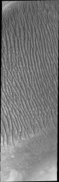 This image from NASA's Mars Odyssey shows a the large dune field in Richardson Crater. Many craters around the south pole of Mars contain dune fields.