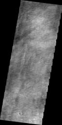 The plains of Planum Chronium on Mars are shown in this image from 2001 Mars Odyssey spacecraft are covered by hundreds of dust devil tracks.