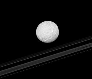 The right-hand limb of Saturn's moon Mimas appears flattened as Herschel Crater is viewed edge-on in this image from NASA's Cassini spacecraft. The planet's rings are in the background.