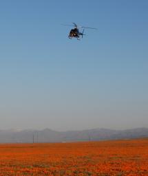 This image, taken April 9, 2010, shows a helicopter carrying an engineering test model of the landing radar for NASA's Mars Science Laboratory over a patch of desert with abundant California poppies.