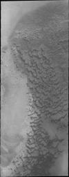 In this image from NASA's Mars Odyssey of dunes near the north pole of Mars it appears that small individual dunes are coalescing into larger dune forms.