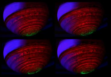 A quartet of false-color, composite images show the dance of Saturn's southern lights in data obtained by NASA's Cassini spacecraft.