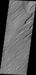 One of the most active agent of erosion on Mars today is the wind. This region, near Nicholson crater, has been sculpted by untold years of blowing grit and wind, as shown in this image captured by NASA's Mars Odyssey.