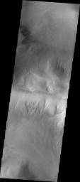 NASA's Mars Odyssey spacecraft shows that gullies have formed on the side of this ridge in northwestern Argyre Planitia.