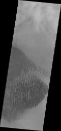 Dunes located on the floor of Lamont Crater are seen in this image captured by NASA's Mars Odyssey.