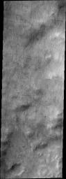 Dust devil tracks criss-cross the surface in this image captured by NASA's 2001 Mars Odyssey spacecraft.