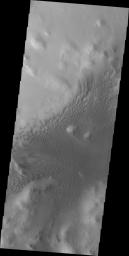 The sand dunes in this image captured by NASA's 2001 Mars Odyssey spacecraft are located on the floor of Lyot Crater.