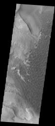 This image captured by NASA's 2001 Mars Odyssey spacecraft shows the dunes darker than their surroundings due to cooler temperature.