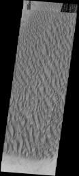 This image captured by NASA's 2001 Mars Odyssey spacecraft shows part of the large sand sheet and sand dunes on the floor of Proctor Crater.