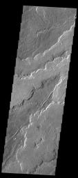This image captured by NASA's 2001 Mars Odyssey spacecraft shows part of the extensive field of lava flows that make up Daedalia Planum.