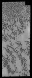 This image shows a portion of the north polar dune field where there has been more frost lost from the dunes. This image is from NASA's 2001 Mars Odyssey spacecraft.