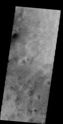 Hundreds of dust devil tracks are evident on Utopia Planitia, Mars as seen by by NASA's 2001 Mars Odyssey spacecraft.