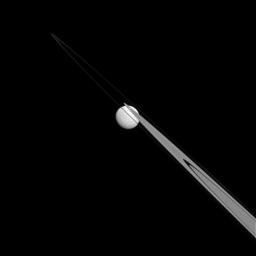 Like a drop of dew hanging on a leaf, Tethys appears to be stuck to the A and F rings from this perspective of NASA's Cassini spacecraft.