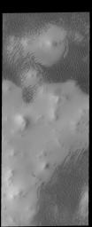This image captured by NASA's 2001 Mars Odyssey spacecraft shows part of the large dune field called Olympia Undae. There are hills in this region, and the dunes are concentrated in the lower elevations.