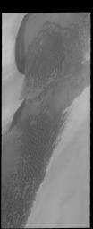 The dunes in this image captured by NASA's 2001 Mars Odyssey spacecraft are located right at the edge of the polar cap.