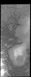 The dunes in this image captured by NASA's 2001 Mars Odyssey spacecraft are part of Olympia Undae.