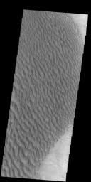 This image captured by NASA's 2001 Mars Odyssey spacecraft shows part of the large dune field on the floor of Proctor Crater.