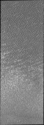 This image captured by NASA's 2001 Mars Odyssey spacecraft was collected at the height of summer. It is during this season that winds are able to move sand sized particles, slowly modifying the dunes.