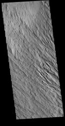 This image from NASA's Mars Odyssey shows some of the extensive wind etched terrain in Memnonia Sulci, located southwest of Olympus Mons.
