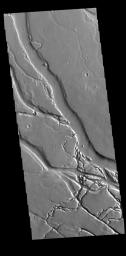 This image from NASA's Mars Odyssey shows many of the channel segments of Granicus Valles. Granicus Valles is a complex channel system located west of Elysium Mons.