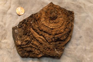 This image shows the finely layered internal structure of a stromatolite from the Pilbara Craton in Western Australia.