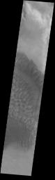 This image from NASA's Mars Odyssey shows complex dune forms on the floor of Russell Crater.