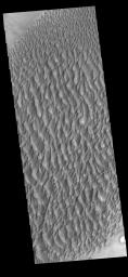 This image from NASA's Mars Odyssey shows sand dunes within Proctor Crater. These dunes are composed of basaltic sand that has collected in the bottom of the crater.