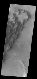 This image from NASA's Mars Odyssey shows many individual dunes within Kaiser Crater.