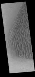 This image from NASA's Mars Odyssey shows sand dunes within Proctor Crater. These dunes are composed of basaltic sand that has collected in the bottom of the crater.