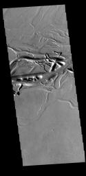 This image from NASA's Mars Odyssey shows Olympica Fossae, a complex channel located on the volcanic plains between Alba Mons and Olympus Mons.